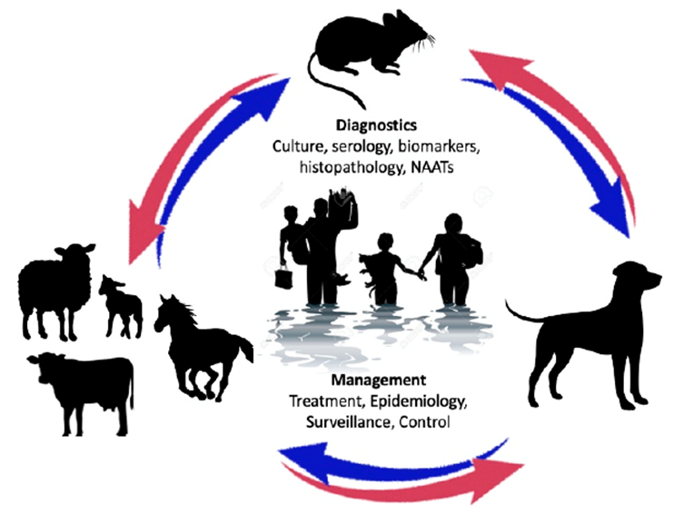 A diagram depicting Leptospirosis outbreak